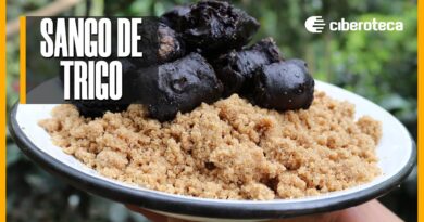 receta de sango de trigo