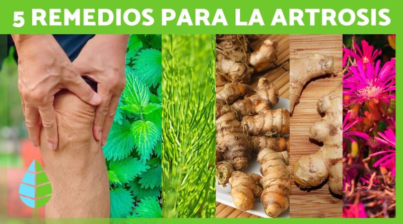 receta de una planta medicinal