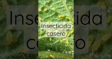 receta de insecticida organico