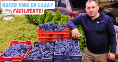 receta de vino de uva